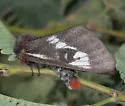 Juno Buck Moth - Hodges#7735 - photo 4