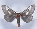 Juno Buck Moth - Hodges#7735 - photo 5