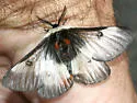 New England Buck Moth - Hodges#7732 - Hemileuca lucina