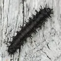 New England Buck Moth - Hodges#7732 - photo 2