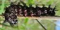 New England Buck Moth - Hodges#7732 - photo 3