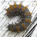 New England Buck Moth - Hodges#7732 - photo 4