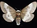 Port Arthur Buck Moth - Hodges#7730.97 - Hemileuca n-sp