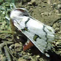 Hemileuca neumoegeni - Hodges#7738