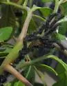 Hemileuca neumoegeni - Hodges#7738 - photo 2