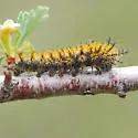Hemileuca nuttalli - Hodges#7743