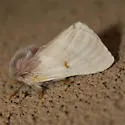 Hemileuca oliviae - Hodges#7729 - Hemileuca oliviae