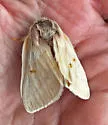 Hemileuca oliviae - Hodges#7729 - photo 4