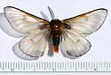 Hemileuca slosseri - Hodges#7744.4 - photo 2