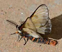 Hemileuca slosseri - Hodges#7744.4 - photo 3