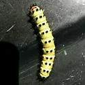 Hemileuca slosseri - Hodges#7744.4 - photo 5