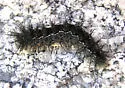 Hemileuca stonei - Hodges#7744.5
