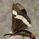 Hemileuca stonei - Hodges#7744.5 - photo 3