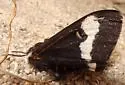 Hemileuca stonei - Hodges#7744.5 - photo 4