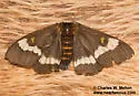 Hemileuca stonei - Hodges#7744.5 - photo 5