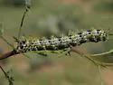 Hemileuca tricolor - Hodges#7727