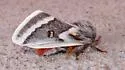 Hemileuca tricolor - Hodges#7727 - photo 2