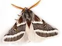 Hemileuca tricolor - Hodges#7727 - photo 4