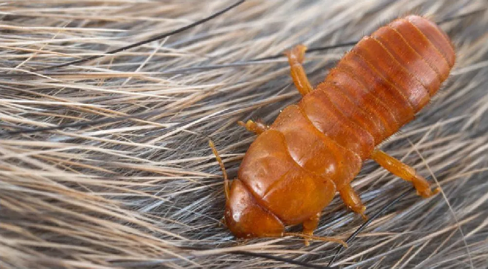 Hemimeridae - photo 2