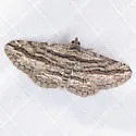 Hemimorina dissociata - Hodges#6775