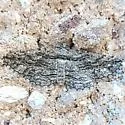 Hemimorina dissociata - Hodges#6775 - photo 4