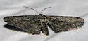 Hemimorina dissociata - Hodges#6775 - photo 5