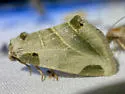 Heminocloa mirabilis - Hodges#9735 - photo 4