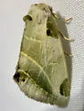 Heminocloa mirabilis - Hodges#9735 - photo 5