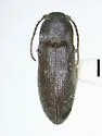 Hemiopsida robusta