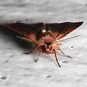 Sundew Dart - Hodges#10993.1 - photo 3