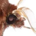 Sundew Dart - Hodges#10993.1 - photo 4