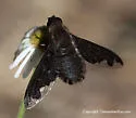 Hemipenthes blanchardiana