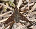 Hemipenthes blanchardiana - photo 2