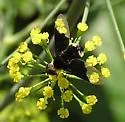 Hemipenthes celeris - photo 2