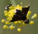 Hemipenthes celeris - photo 3