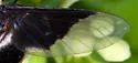 Hemipenthes celeris - photo 4