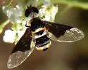Hemipenthes curta