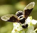Hemipenthes curta - photo 2