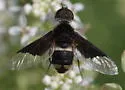 Hemipenthes curta - photo 3