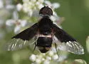 Hemipenthes curta - photo 4
