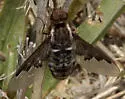 Hemipenthes edwardsii - photo 2