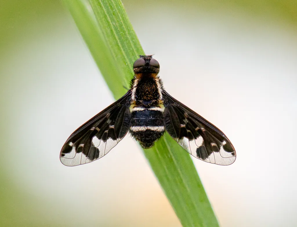 Hemipenthes maura - photo 2