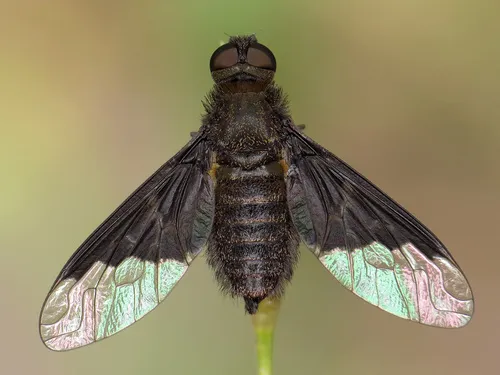Black Banded Bee Fly