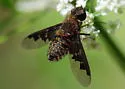 Hemipenthes morioides