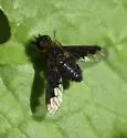 Hemipenthes morioides - photo 4