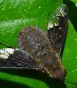 Hemipenthes scylla