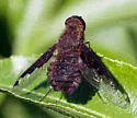Hemipenthes scylla - photo 2