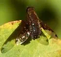 Hemipenthes scylla - photo 3