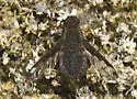 Hemipenthes scylla - photo 4