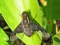 Hemipenthes seminigra